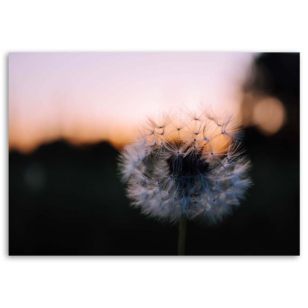 Canvas Print Dandelions Sunset