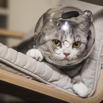 Gatti – Prodotti per la cura dei gatti