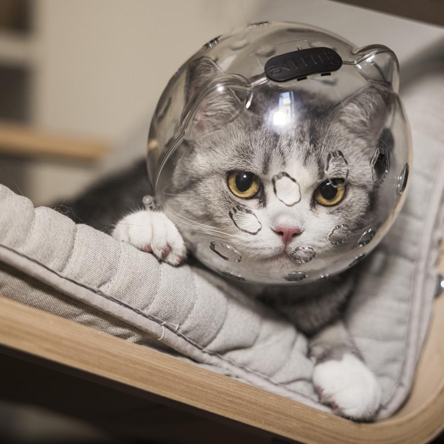 Pet Cat Transparent Space Helmet - Breathable Anti-Scratch Bite-Resistant Design with Cat Ears