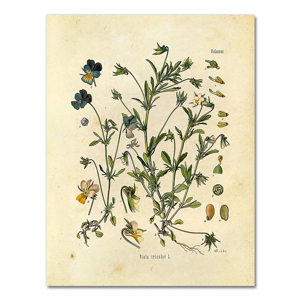 Vintage Wild Plant Poster Botanical Flower Study Living Room Hanging Painting Peony Picture Aesthetic Room Decor Canvas Paintng