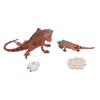 Iguana Life Cycle Model Set Growth Lifelike PVC Plastic Toy Early Education Animal Figures