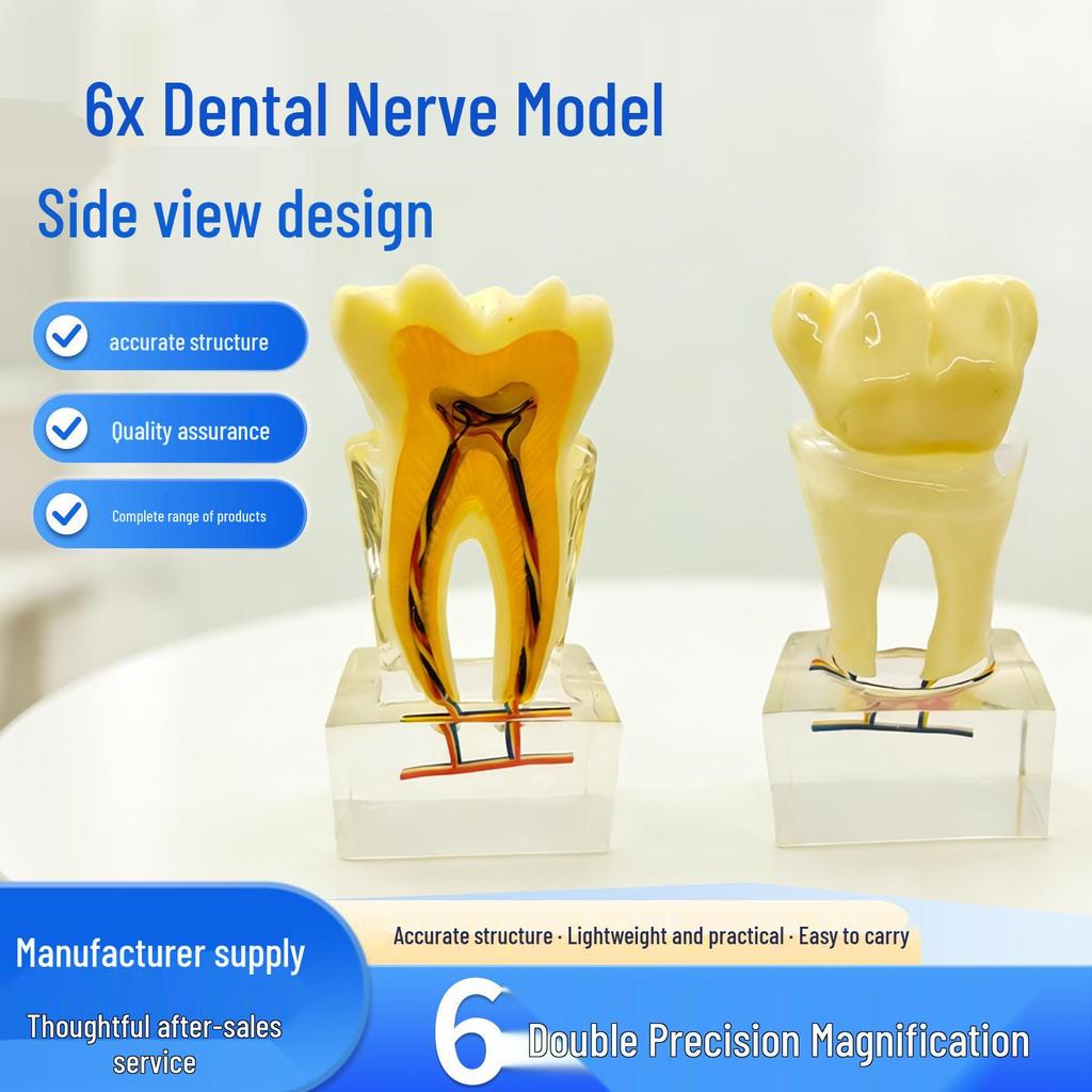 Dental Nerve Model - Tooth Structure Display, Cross-section Analysis, 6x Magnification for Oral Teaching