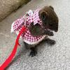 Bunny Harness Small Animal Walking Dress Strap Breathable Small Animal Clothes with Leading Rope for Training Outdoors Backyard