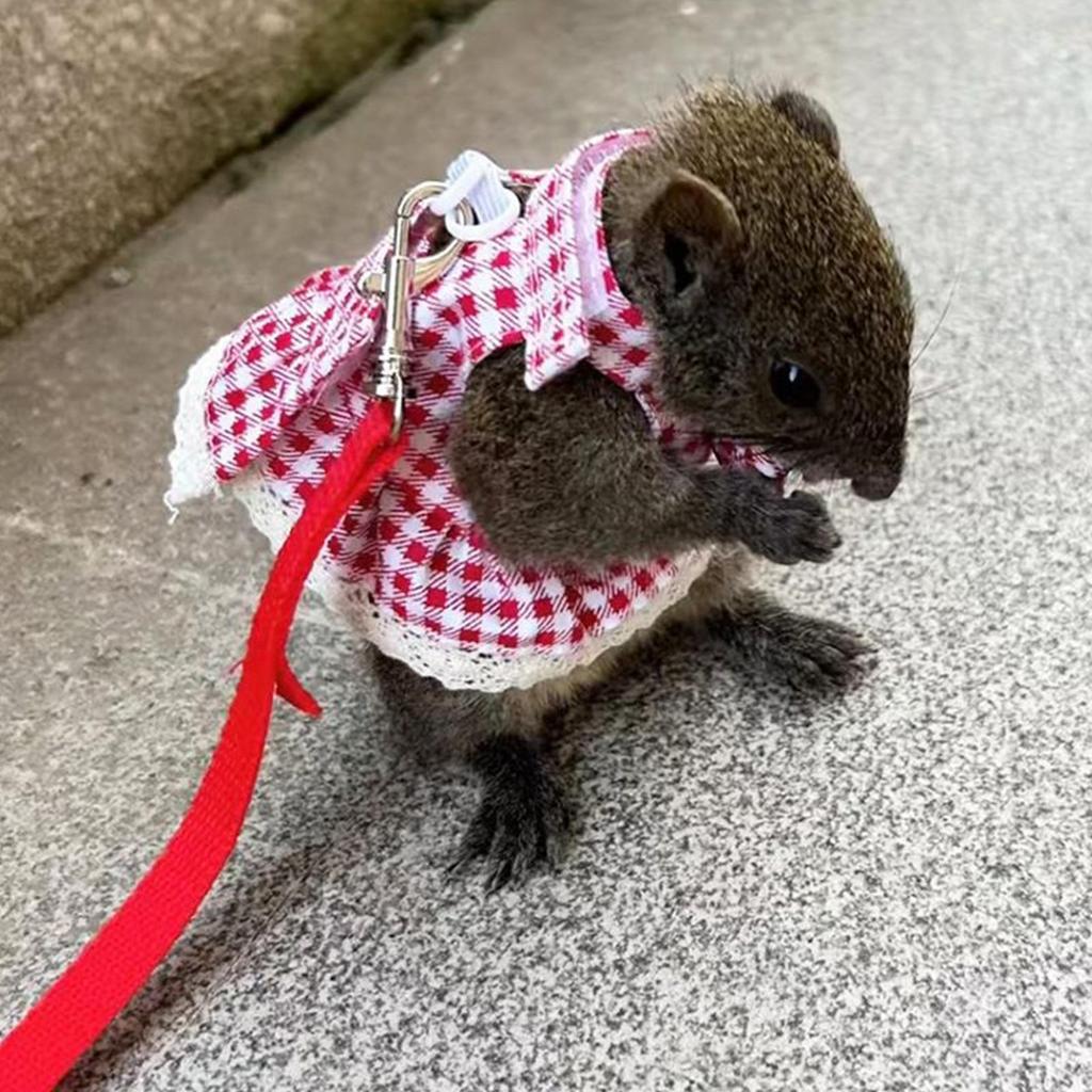 Bunny Harness Small Animal Walking Dress Strap Breathable Small Animal Clothes with Leading Rope for Training Outdoors Backyard