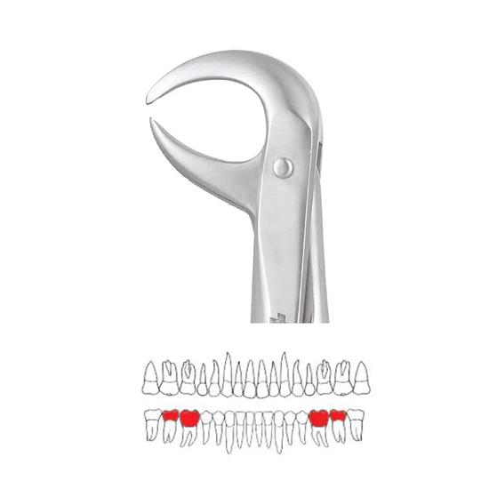 GDC Extraction Forceps Lower Molars - 86C Standard (FX86CS)