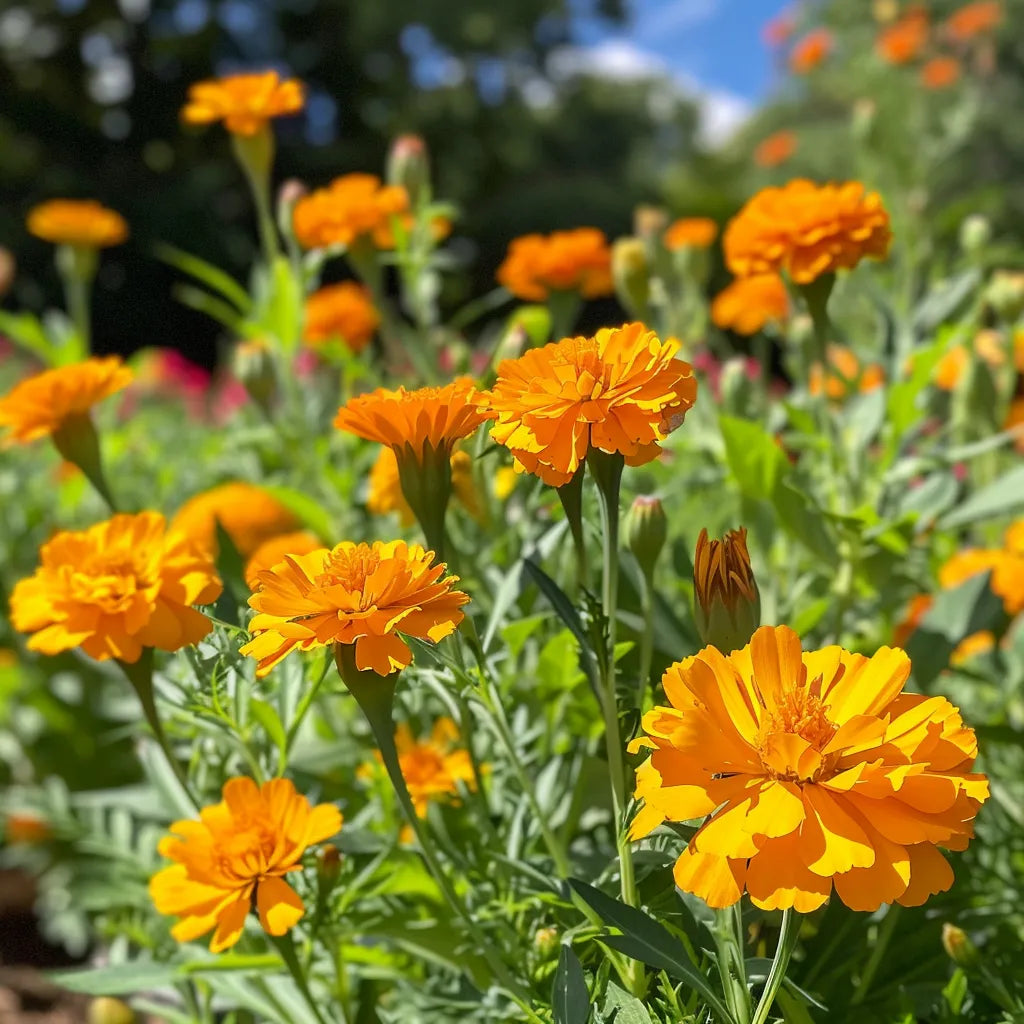 150 semen měsíčku lékařského - polodivoká permakultura