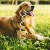 Dog Tie Stake Stakes Heavy Duty for Metal Large Dogs Outdoor Cable and Leash Iron Fence Ground Outside