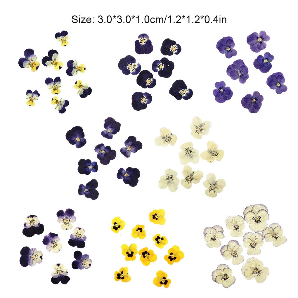 12 Piezas Manualidades Estilo Simple Hacer Accesorios Maquillaje Adorno Flor Prensada Manualidad Joyería Decoración Accesorio