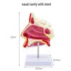 Human Nasal Cavity & Pharynx Anatomical Model - ENT Teaching Tool
