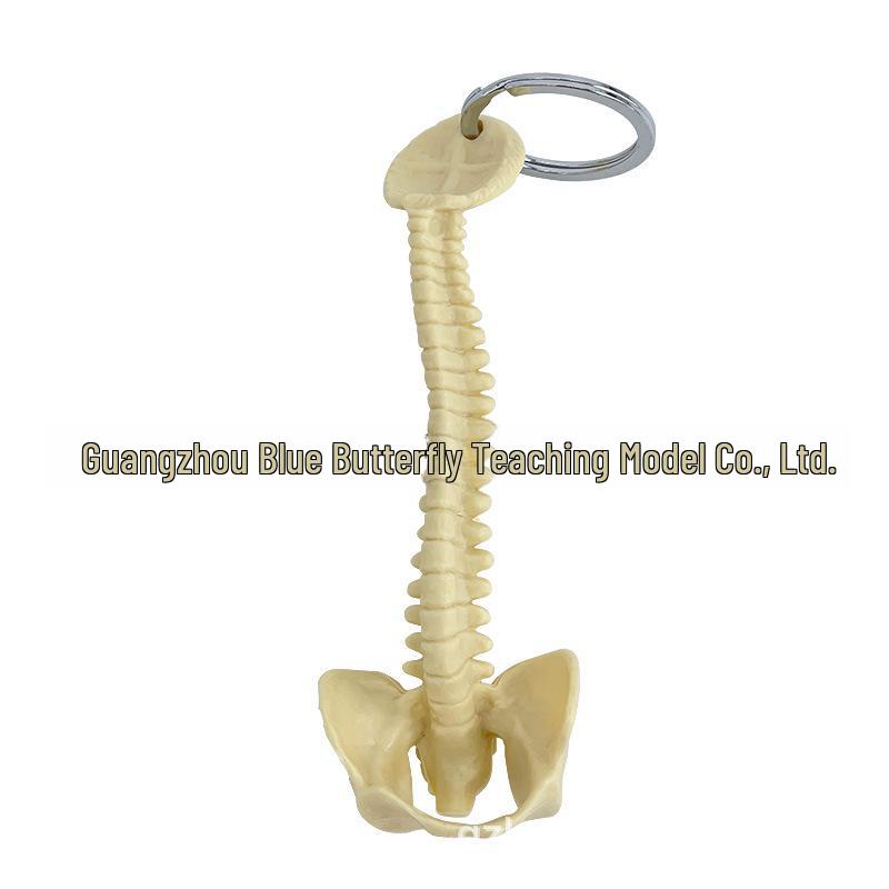 Miniaturní klíčenka lidské páteře - Model kostry bederních obratlů