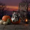 Husky Mask Lightweight Dog Comfortable for Carnival, Dress-up Play