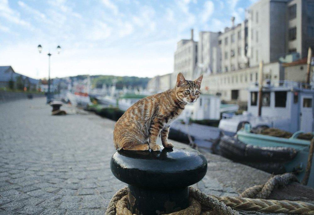 

puzzle set Special 300-piece My Seat (26x38cm)