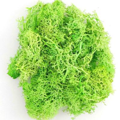 20g Künstliche Grüne Pflanze Unsterbliche Gefälschte Blume Moos Gras Hause Wohnzimmer Dekorative Wand DIY Blumen Zubehör
