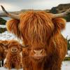 Vache des Highlands Peluche Living Nature Ours en Peluche Jouets Mignons à Câliner Enfants