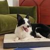 Yun Xiaoshi All-Season Washable Pet Bed