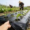 Outdoor Weed Control Mulch Film