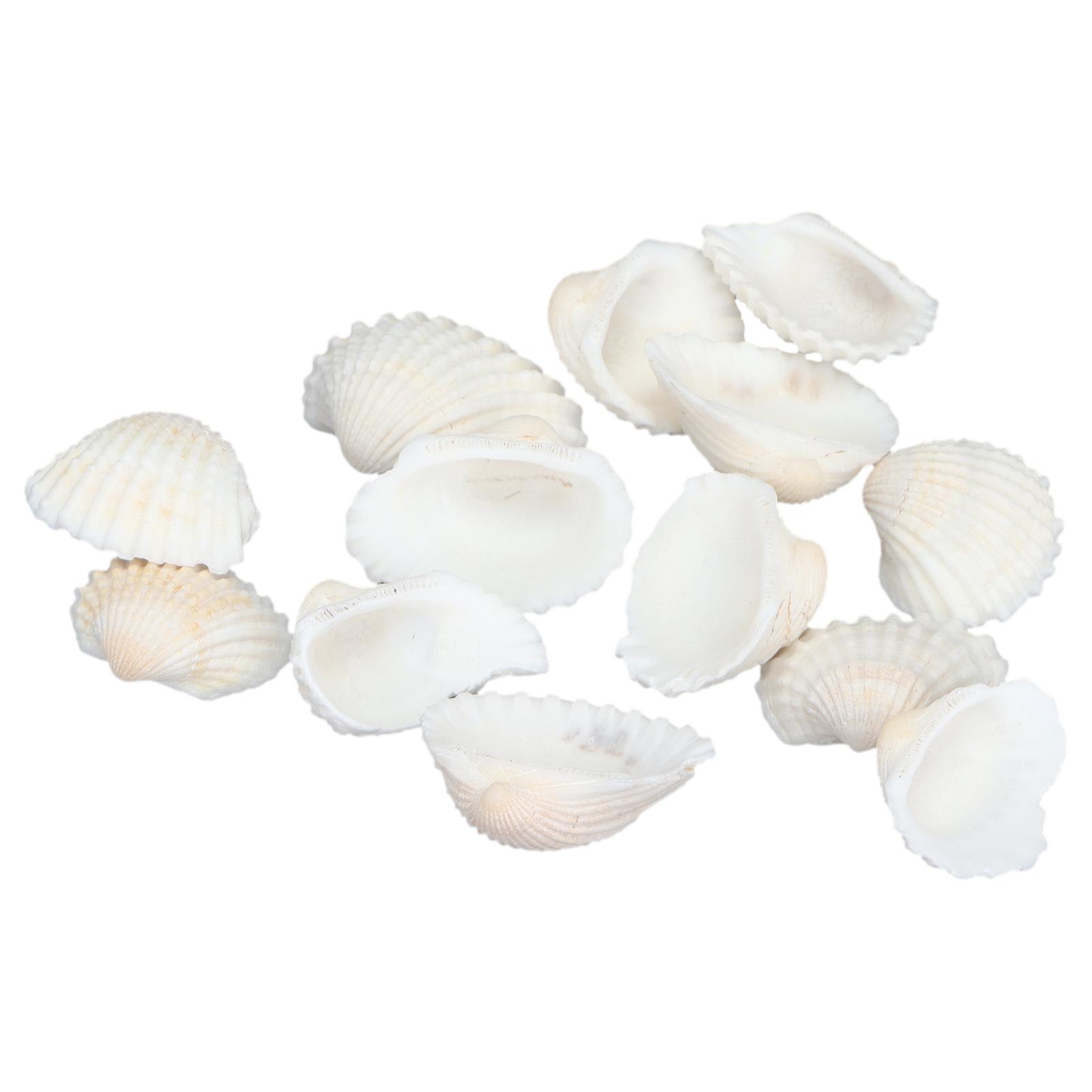 

Natural Elegant Shell Jewelry Craft DIY Seashell Set Beach Wedding Home Decoration