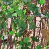 Creative Green Artificial Ivy Vine 80 Leaves 160cm Faux Ivy Photo Props DIY Accessories Simulation Ivy Garland Home Decoration