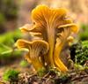 Grey Chanterelle Mycelium - Mushroom Growing Kit