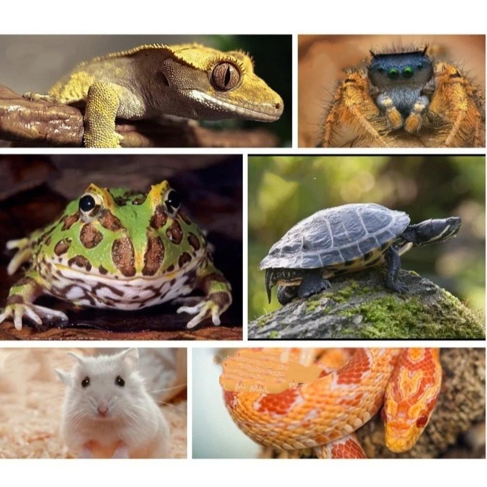 Antypoślizgowy karmnik wodny dla gadów Odpinany Stabilny Automatyczny dozownik wody Plastikowa miska na wodę dla żółwi i płazów