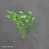 Asparagus Fern & Willow Buds Greenery for Wedding Decor & Landscaping