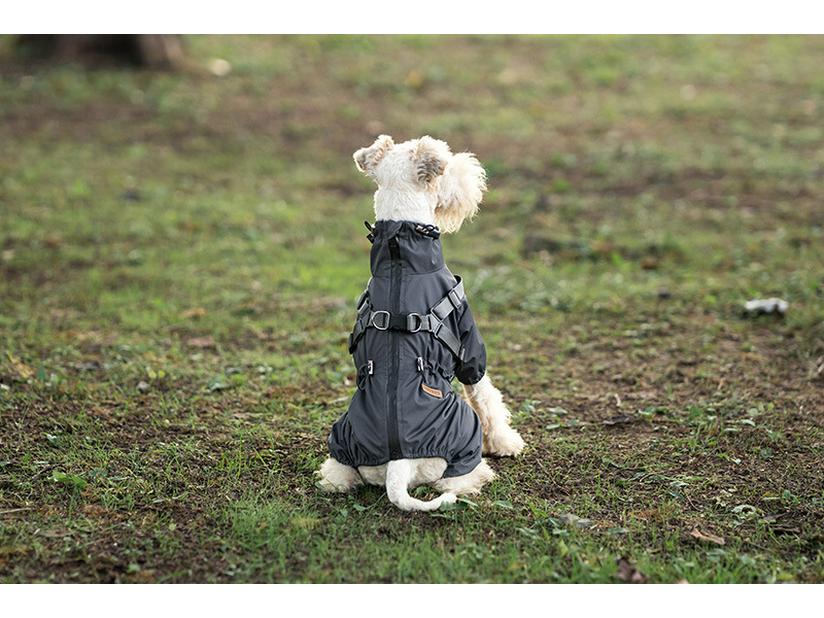 Medium & Small Dog Raincoat with Leash Hole - Waterproof & Reflective Puppy Jacket