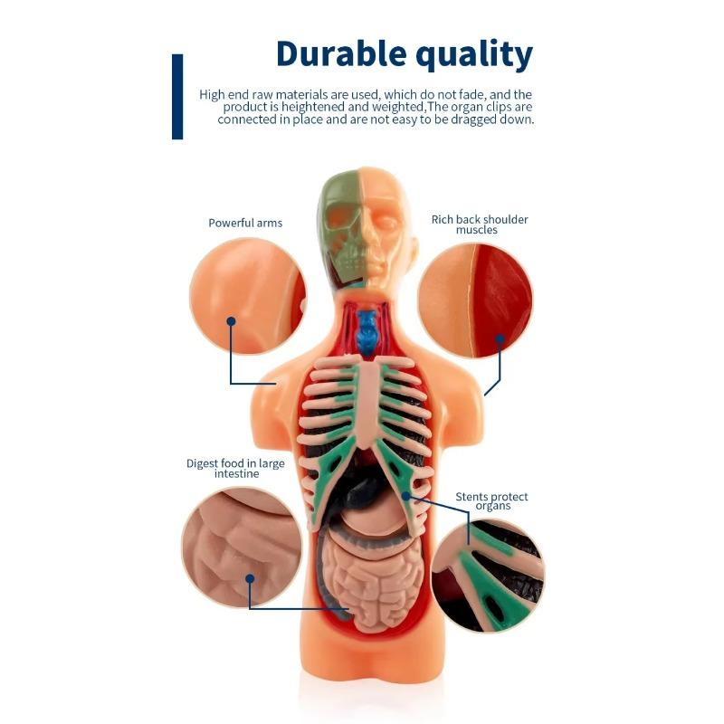 Human Torso Model, menneskekroppsmodell for barn brukt til studentundervisningsforskning, med tilhørende produktbrukerhåndbok