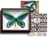 Science Technicolor STC German Box Magnet Collection German Box 3 Alexandra Birdwing Butterfly Ikimono (Single Item)