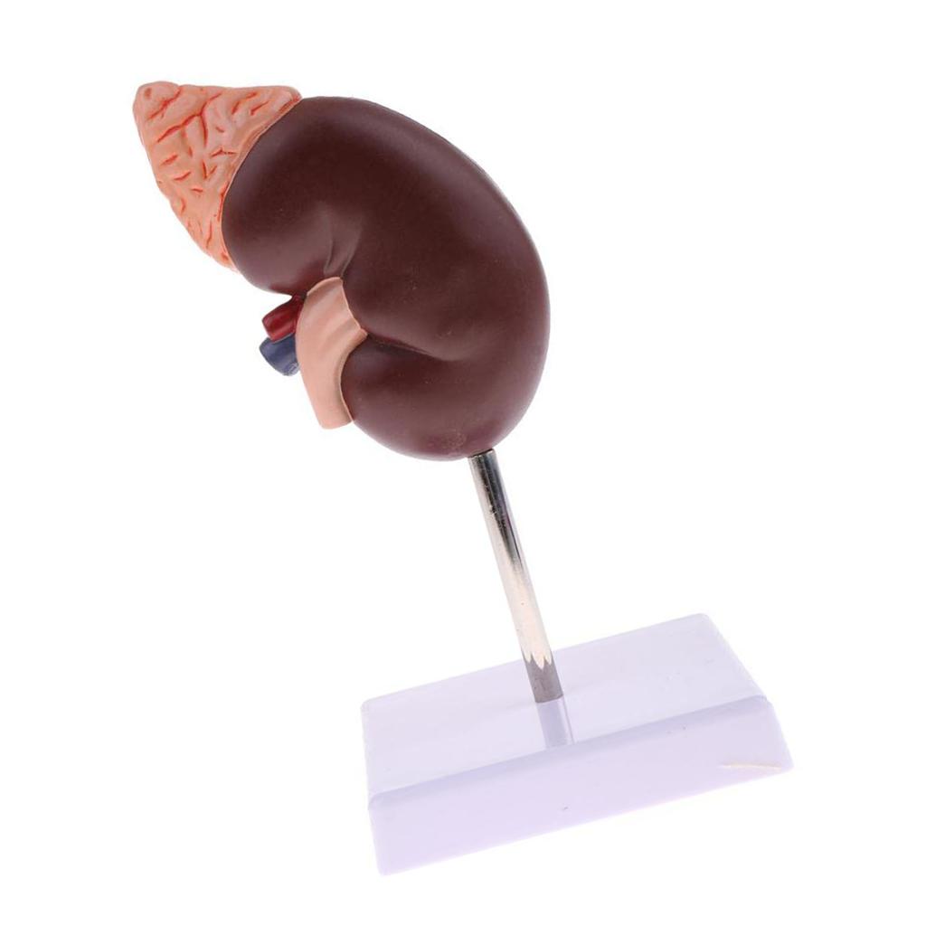 Modello di Rene Anatomia Normale Anatomico Umano Insegnamento Studio Medico Strumento Educativo