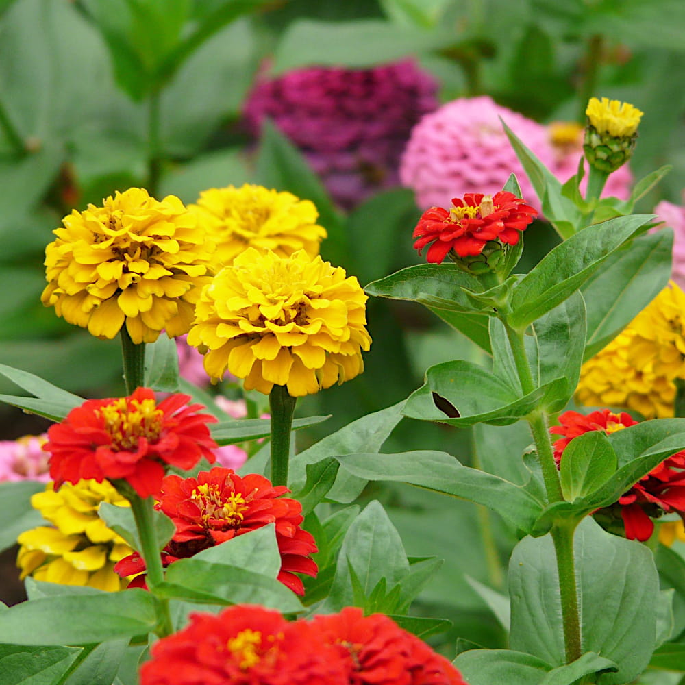 Express-Blumenmischung Łączka 500 g Samen mit schnellem Blütenwachstum, gemischte Farbsorten