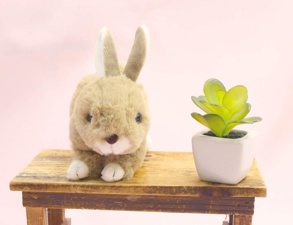 Coelho Decolagem Maron Rex Marrom