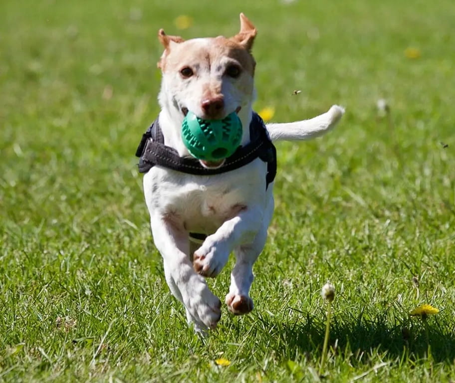 Trixie Ball Toy for Dog Treats 5 cm