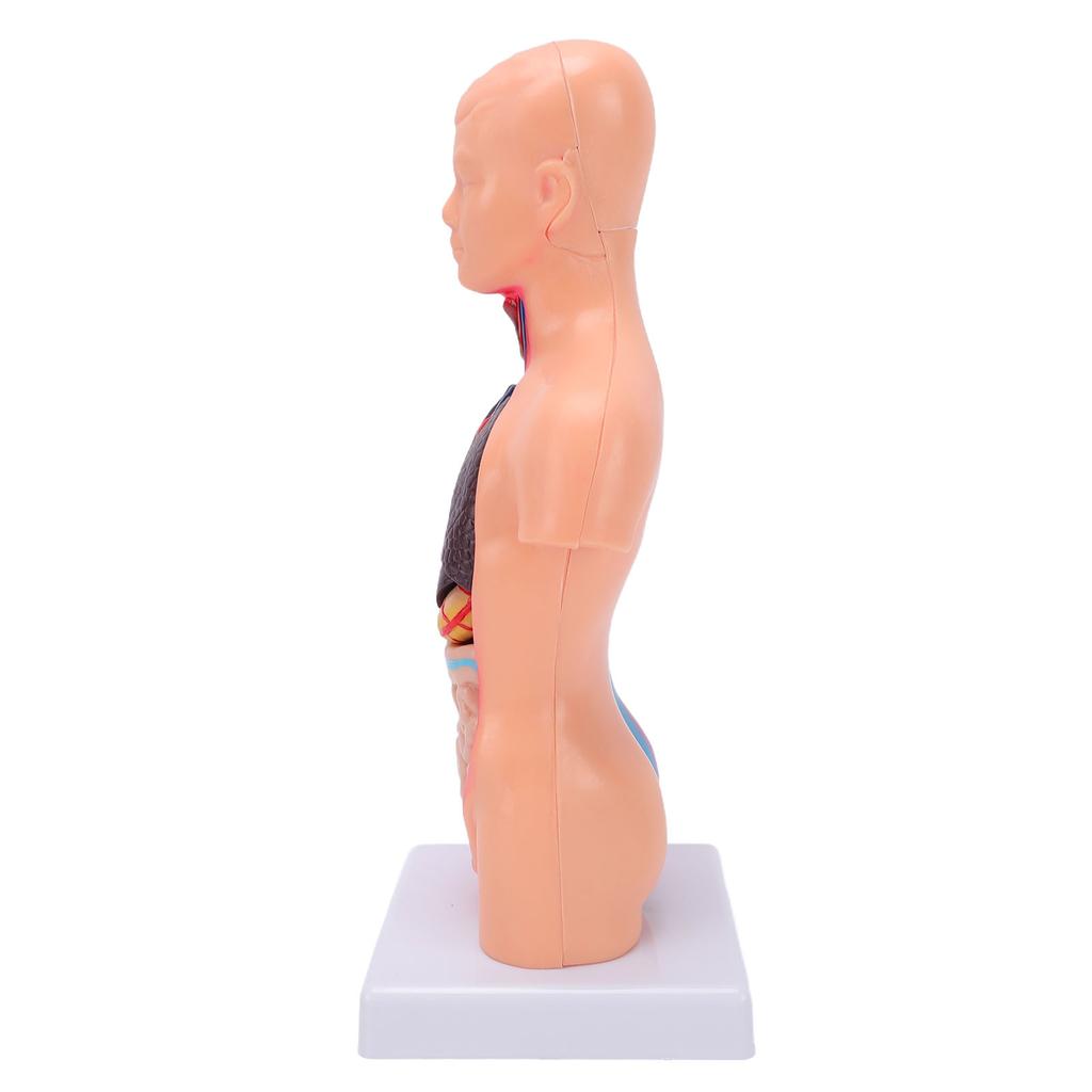 Human Body Anatomy Model 15 Removable Parts 11.02 Inch Human Torso Anatomical Model for School Medical Education Display
