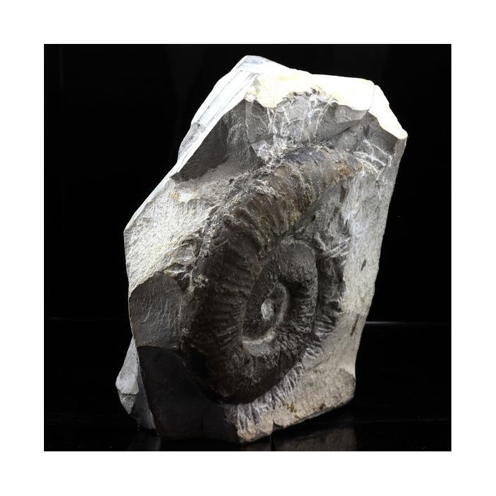 Pierres et Minéraux. Fossile Emericeras emerici. 3417.0 ct. Drôme, Auvergne-Rhône-Alpes, France..