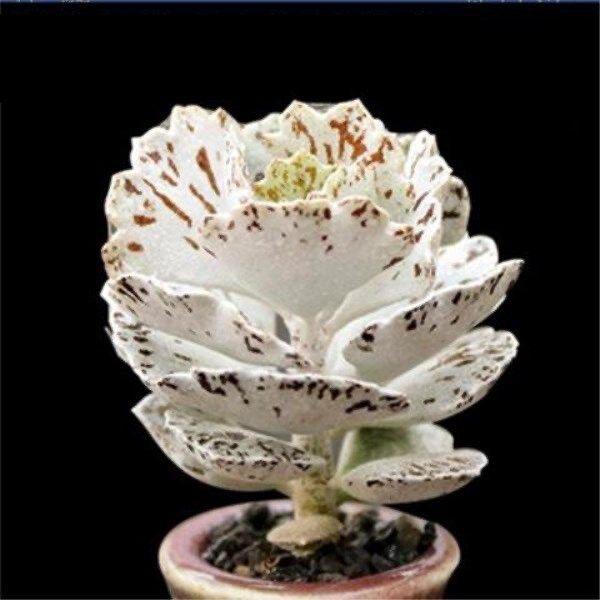 Elegant Sparrow Fan Succulent Collection - White, Expensive, and Black Variants in Small Potted Plants