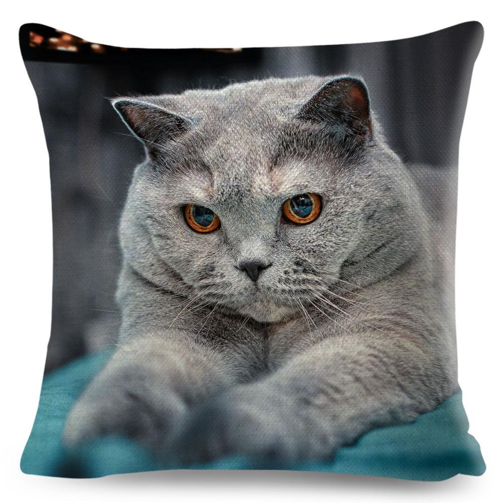 Housse de coussin British Shorthair bleu russe, taie d'oreiller en Polyester, décoration de chat mignon, Animal de compagnie, pour canapé, maison, voiture