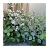 Artificial Green Plant Vine For Wedding Decor And Photography Indoor Decor