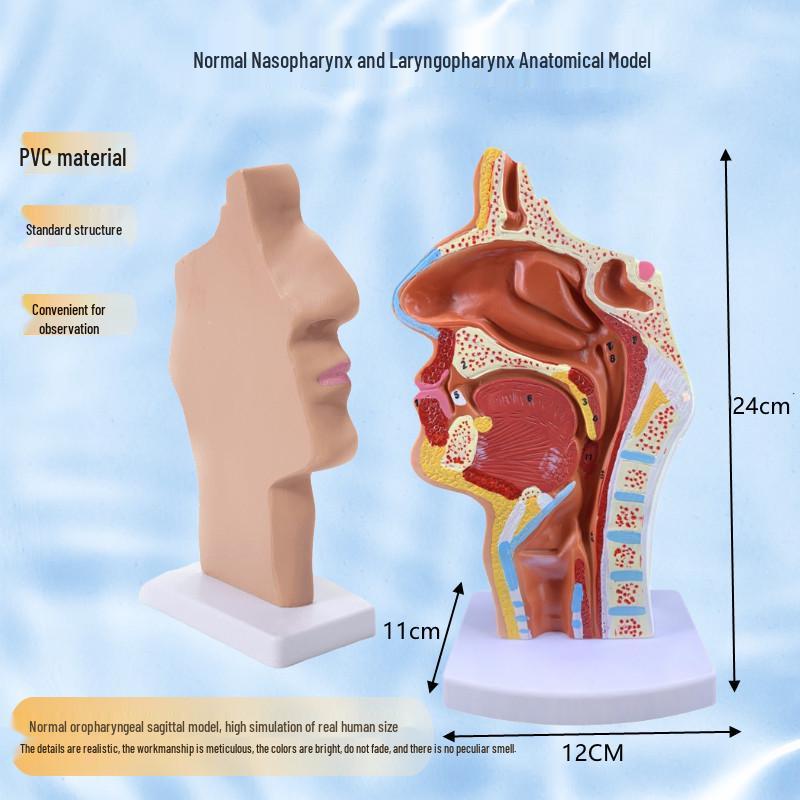 Human Nasal, Oral, and Pharynx Anatomical Model with Median Pharynx Section, ENT Model
