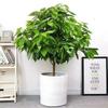 Peace Tree Indoor Happiness Plant - Large Evergreen for All Seasons with Free Shipping