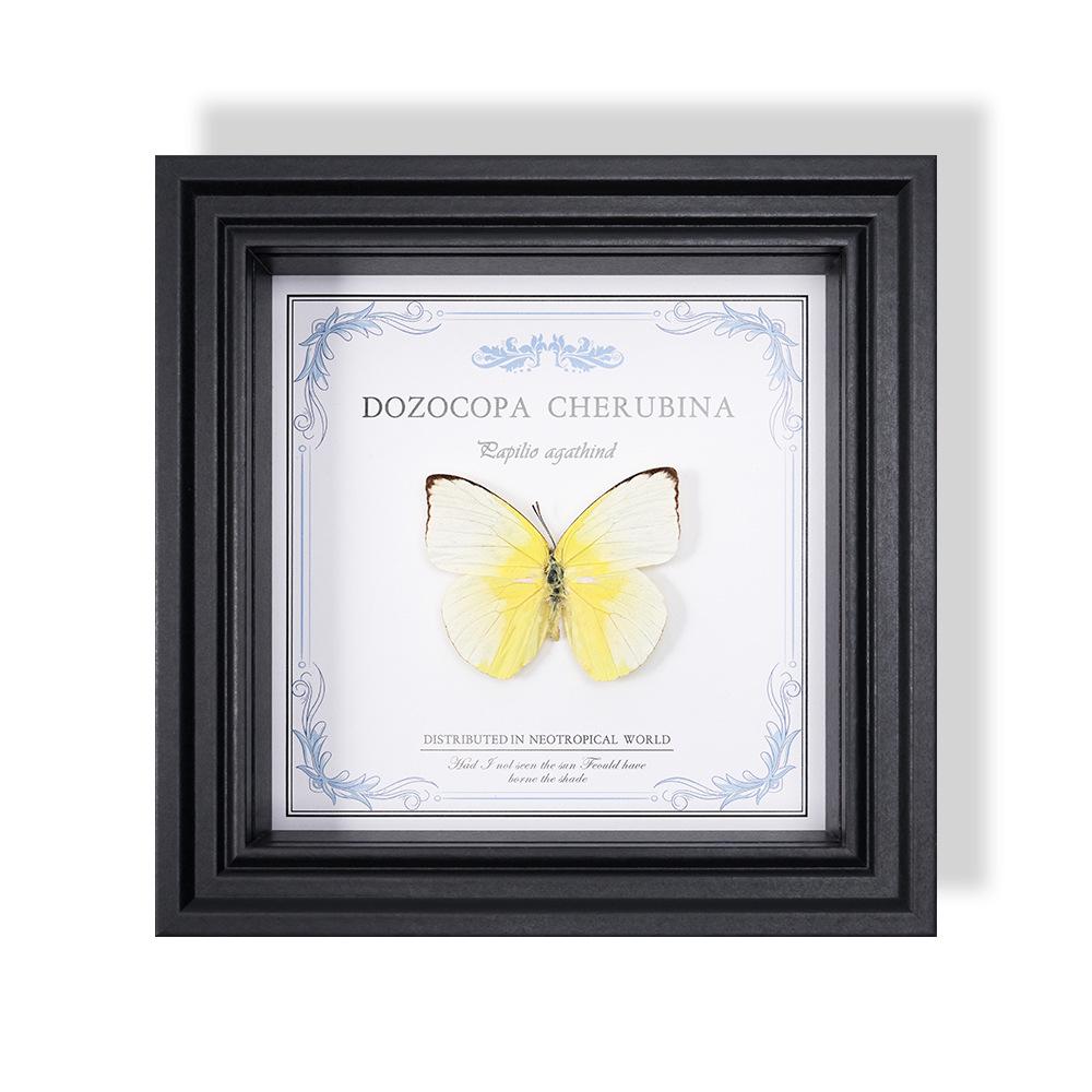 Wall-Mounted Butterfly Specimen Photo Frame: Home Decor & Gift for Valentine's Day, Qixi, Birthday, Couples & Insect Lovers