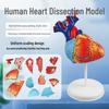 Detachable Human Heart Anatomy Model for Medical Teaching and Science Education