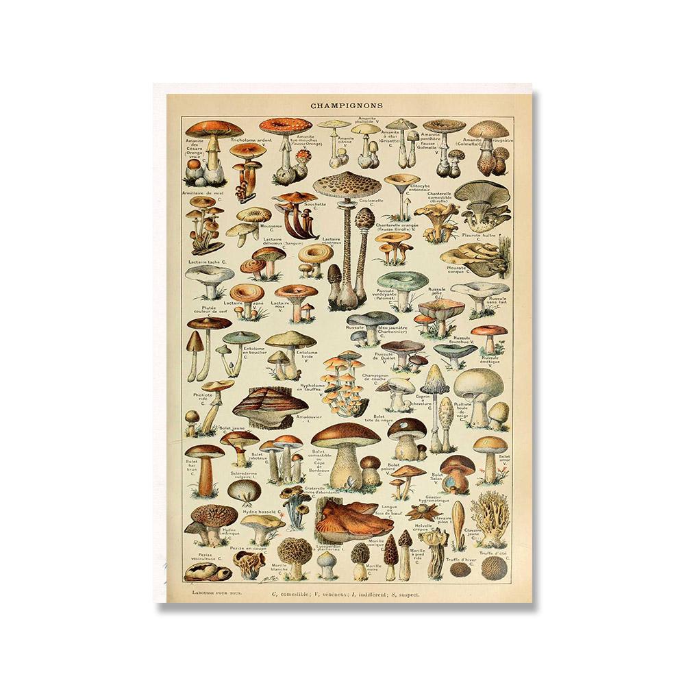 

Антикварные ботанические принты с цветами, фруктами, грибами, постеры, винтажные французские образовательные настенные художественные картины на холсте, картины для домашнего декора 21*30cm