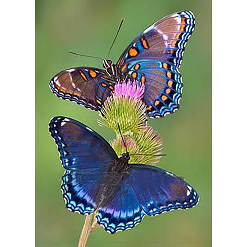 DIY Butterfly 5D Diamond Painting Full Round Drill Cross Ctitch Kits Animal Diamond Embroidery Mosaic Gift Wall Art Home Decor