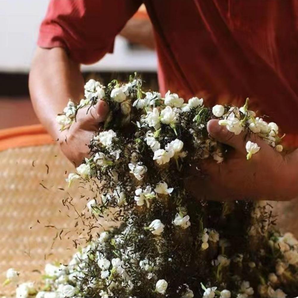 Premium Strong Aroma Jasmine Tea Authentic Snow Jasmine 2024 New Tea