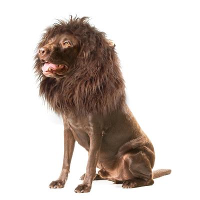 Dog Halloween Costume Lion Transformation Wig Cosplay Hat Large Medium Small Disguise Goods Pet Clothing Christmas Birthday Party Photography Size M)