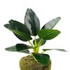 Nordic Style Simulation Green Plant Canna Potted Plant Office Fake Green Plant Landscaping Ornament Real Leaves