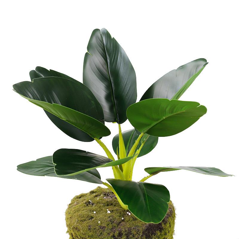Nordic Style Simulation Green Plant Canna Potted Plant Office Fake Green Plant Landscaping Ornament Real Leaves
