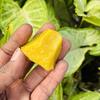 275 Ct Earth Mined   Natural Yellow Sapphire Huge Rough Loose Gemstone