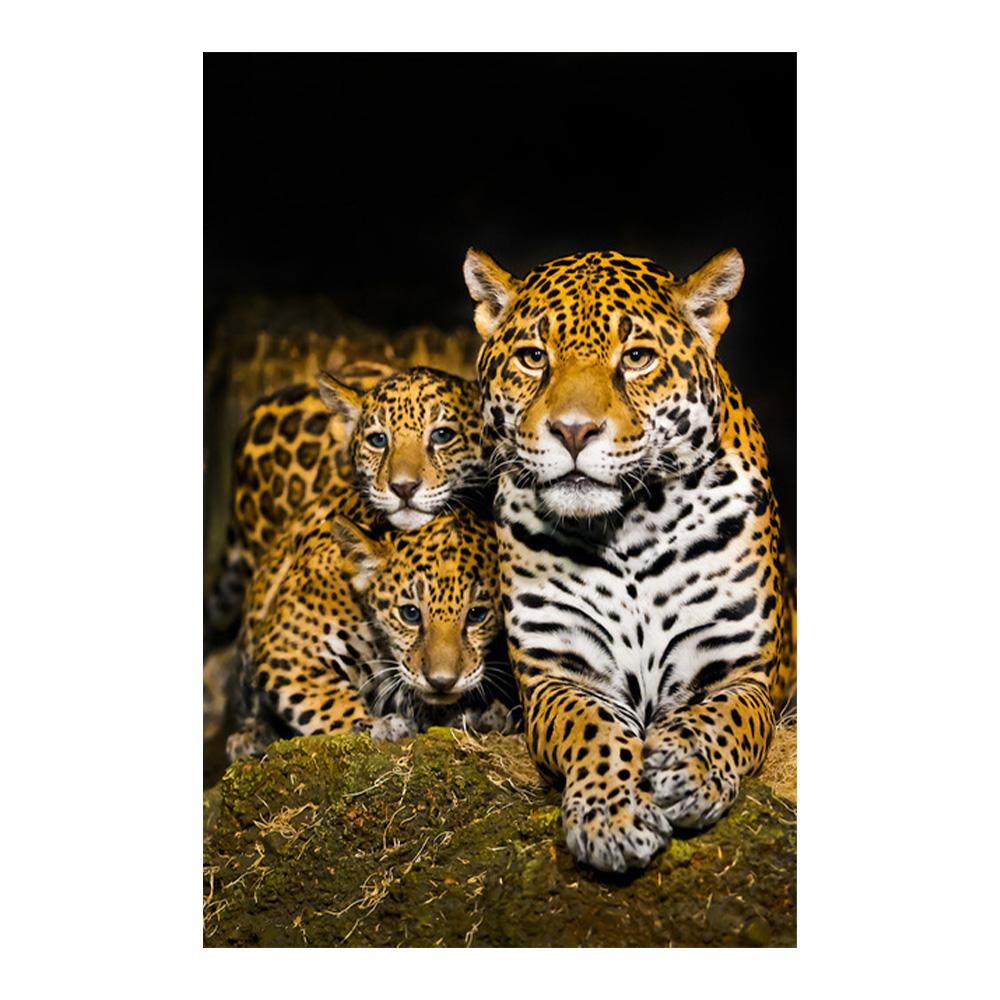 

Современные картины на холсте с изображением животных, леопарда, ягуара, постеров, диких животных, принтов, настенных картин для украшения дома 20x30cm