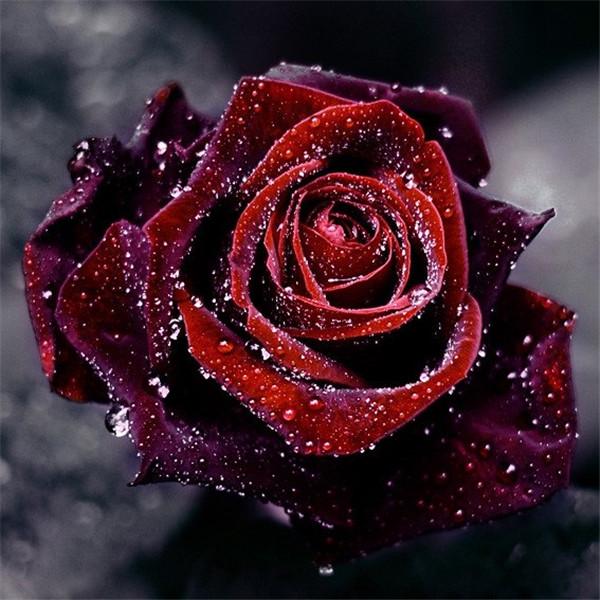 

Huacan DIY 5D Алмазная вышивка мозаика цветок картина роза вышивка крестиком домашний декор 30*30 cm